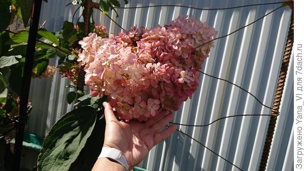 соцветие начинает розоветь...