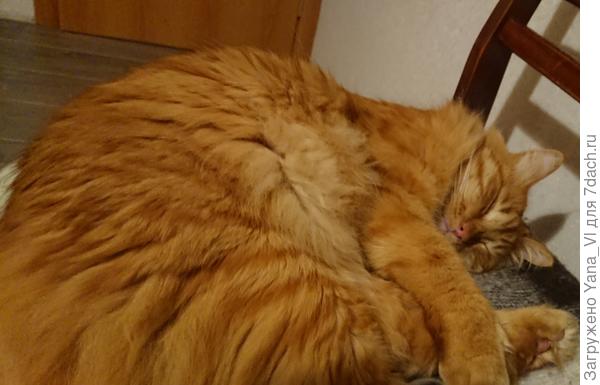 Кот так объелся, что твёрдо решил стать пожарником!