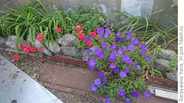 изначальная синеглазка на фото справа