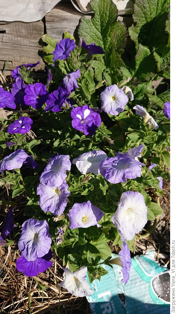 тот же самый куст на следующий год. Это один куст, а не два, рядом посаженных!