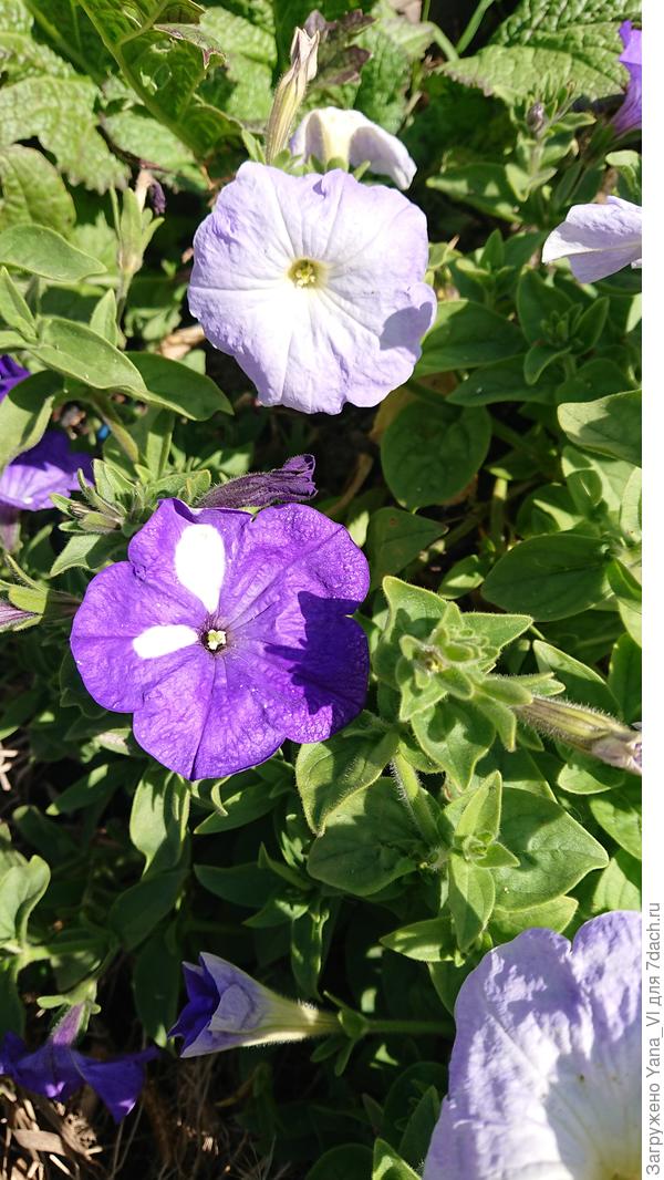 Покрупнее фото цветов