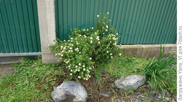 Торчит за забором в углу... От сорняков тоже не пропалываю... некогда.
