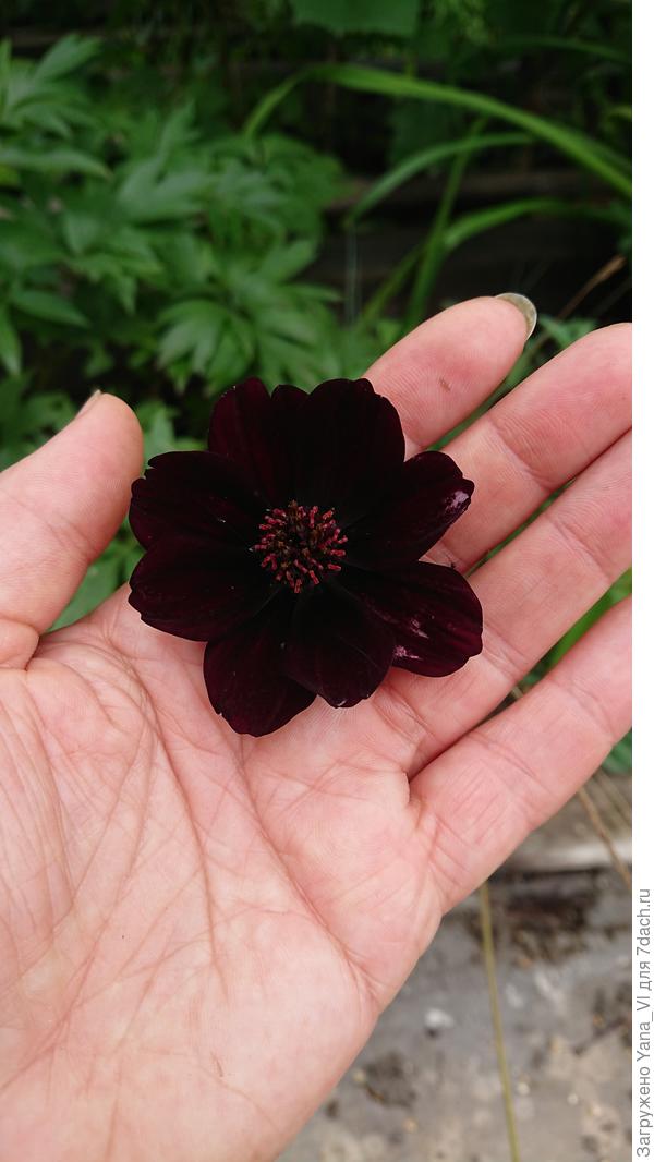 Можно похвастаюсь? Космея шоколадная :)