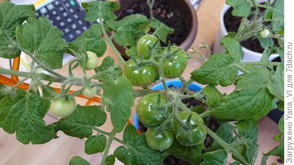 А у меня на работе в горшке уже урожай :)