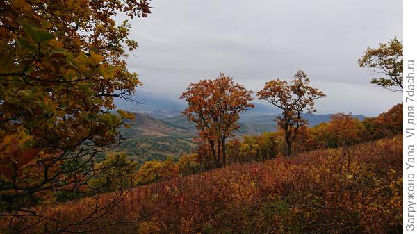 Даже трава красно-рыжая.