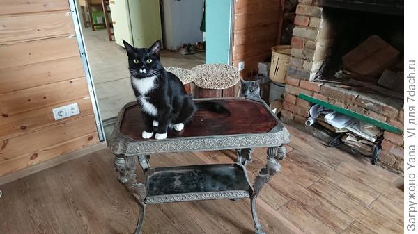 Котикам конечно больше всех надо. Как увидели, что я стоил фотографирую, так сразу на него полезли оба.