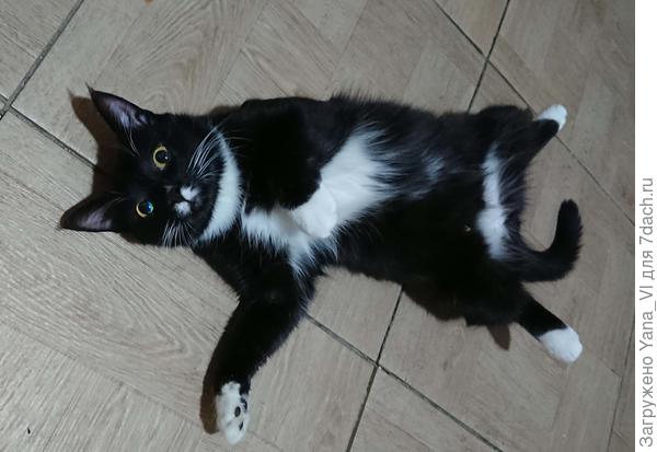 Коша (Кащей)