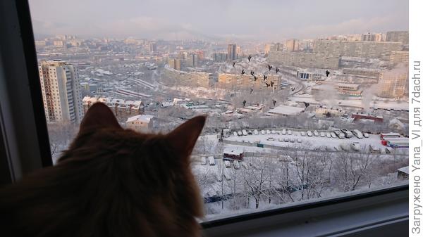 Котя, в окно глядючи совсем затосковал...