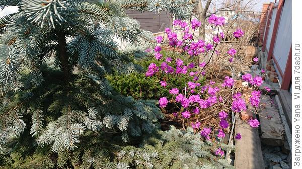 К 1 мая у меня всё таки успел зацвести багульник!