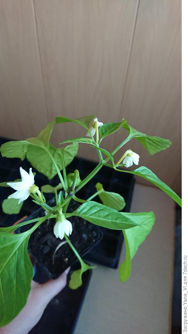 Вот сколько...