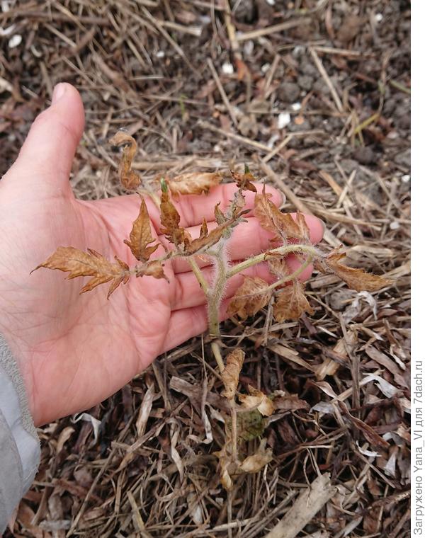 Конец малышу...