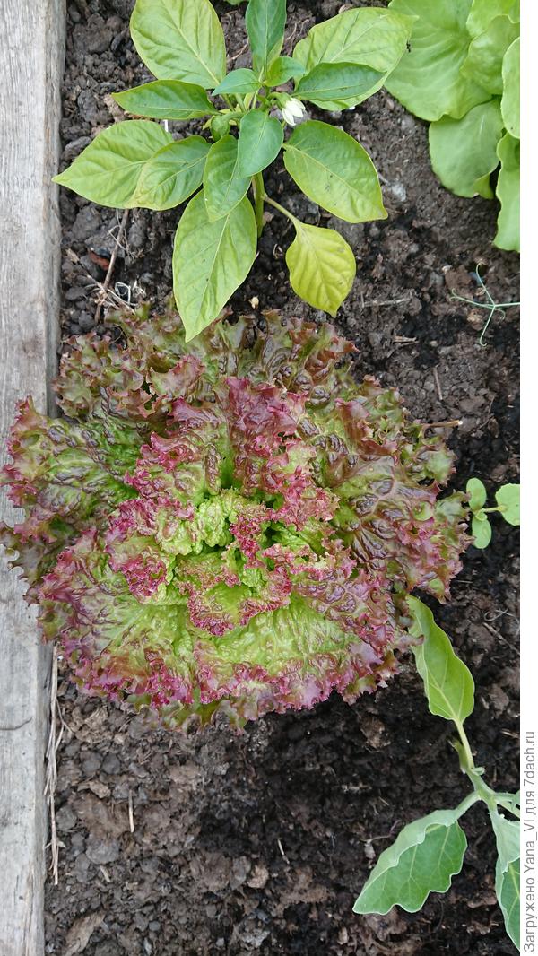 Это в теплице. :) Перец с баклажанами мёрзнет и желтеет, а салат прям жирует!