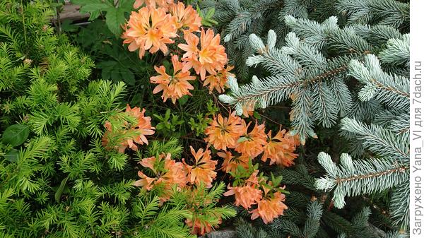 &quot;Япошка&quot;