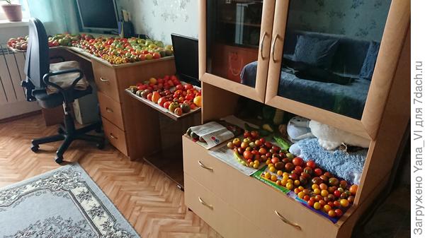 Томаты дозревали дома (пришлось собрать из-за дождей)
