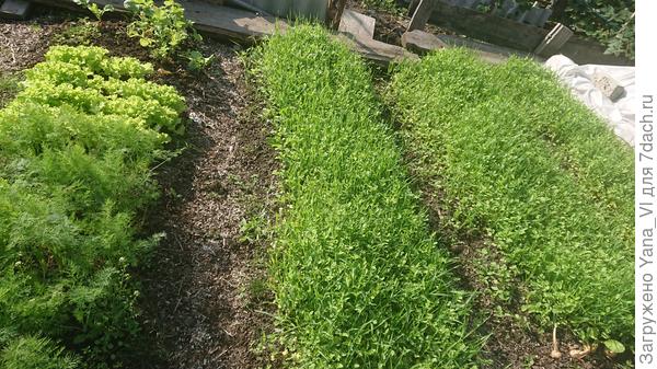 Сидераты &quot;смесь для плодородия&quot;