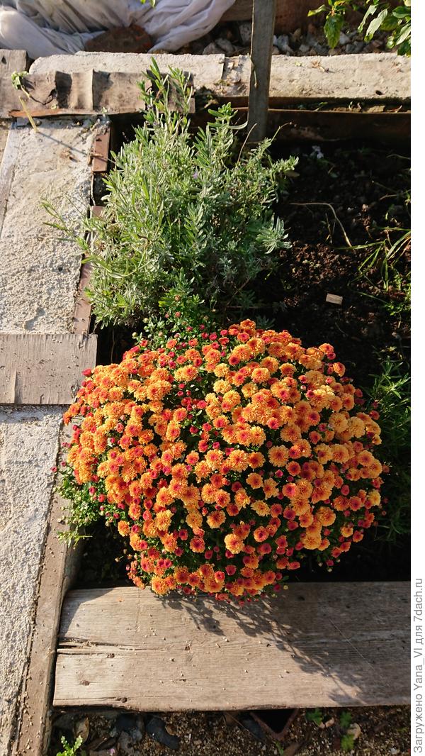 Уже в этом голу