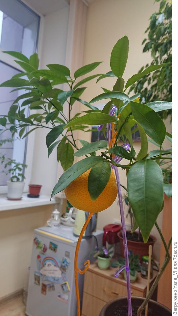 Оранжекват