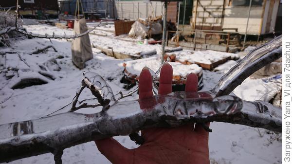 Так покрыта буквально КАЖДАЯ ветка