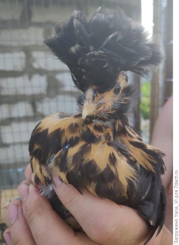 Завела себе пуциков :) Позже расскажу :)