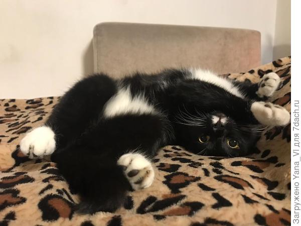 Коша (Кащей)