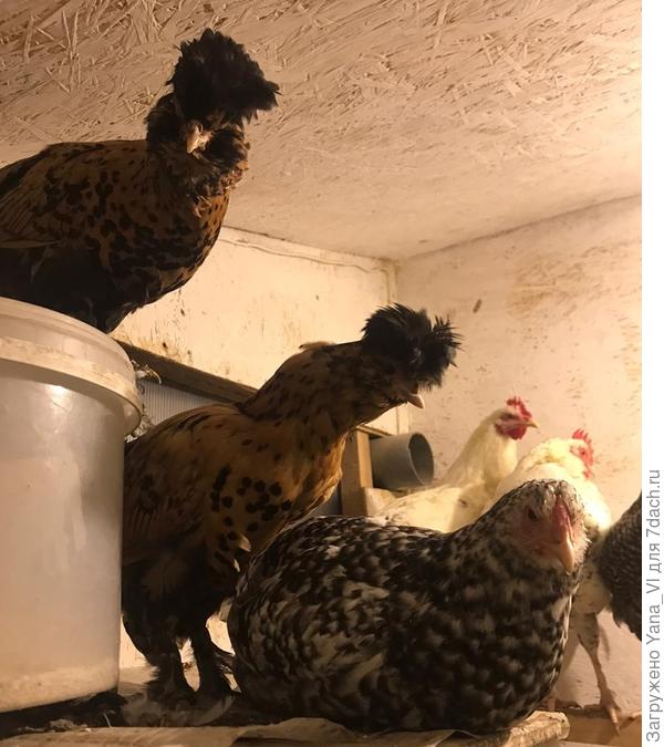 Вы опять за яйцами?