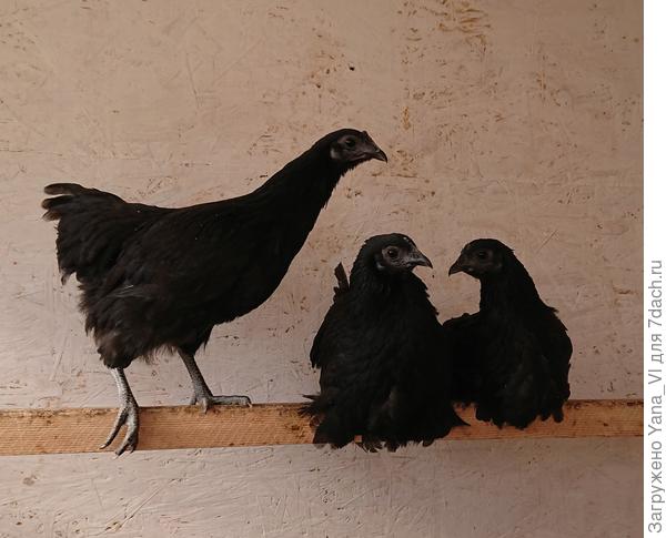 Вот они, мои "галчата"