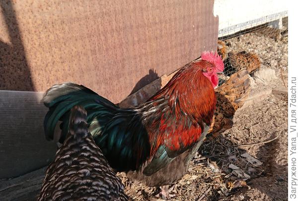 Петя - красавчик