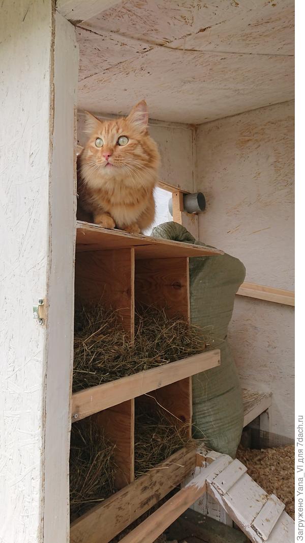 Первым его протестировал кот :)