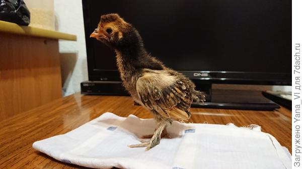 Павловкая порода.