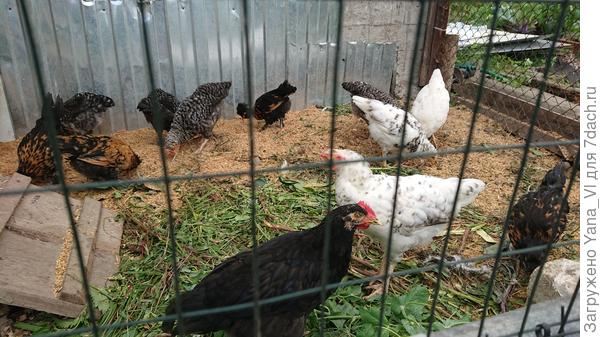 Вот такие уже выросли