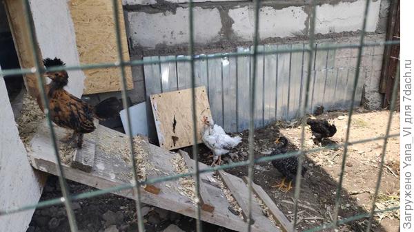 А вот и погулять отпустили :)))