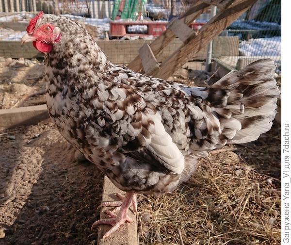 Прям курочка-ряба из сказки