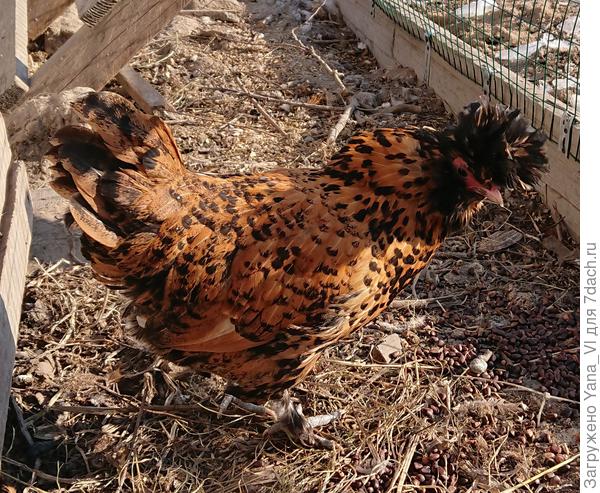 А у других - рыжего.