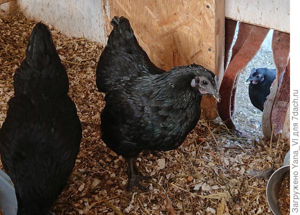 А у &quot;галчат&quot; на солнышке перо зелёным отливает.