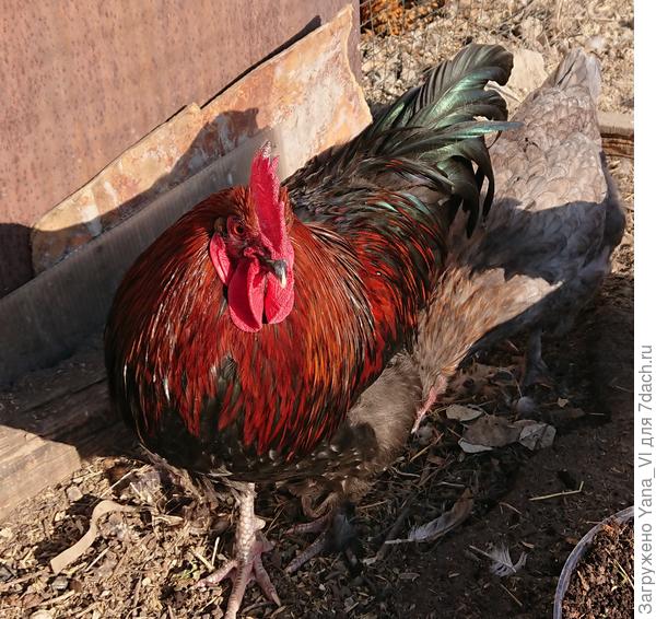 А этот и правда весь переливается :)