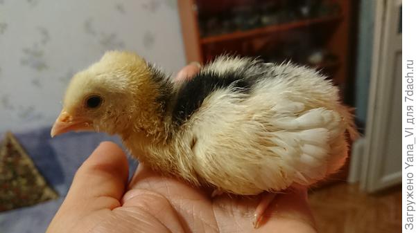 Пушкинский