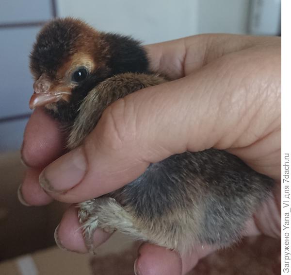 Павловский