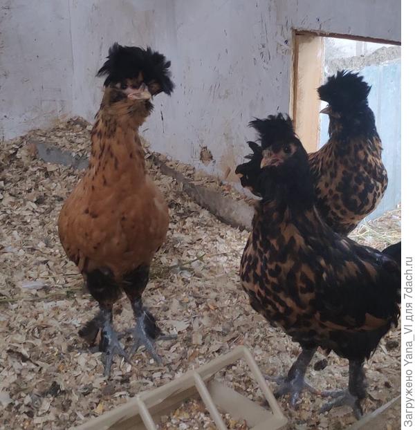 На переднем плане петух - у него хохол небольшой и напоминает кепку гопника :)