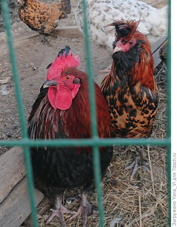 Тут они вдвоём