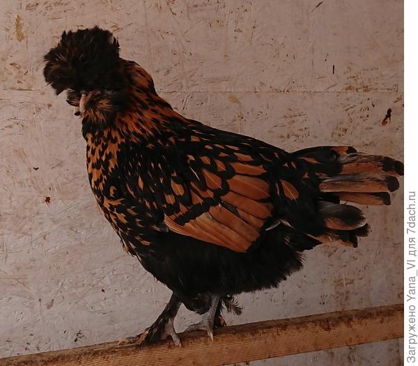 А девочки двух расцветок получились, у одних в окраске больше чёрного...