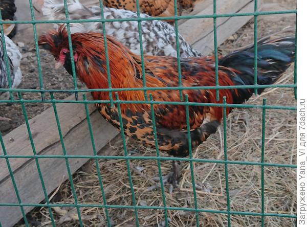 На фазана чем то похож :))