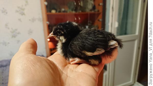 Маран был в детстве на пингвина похож