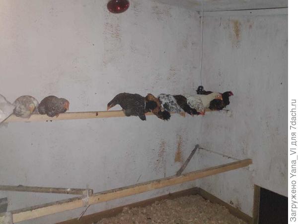 Здесь хорошо видно насесты. Они на разной высоте, но разнесены на 40 см. Они обязательно должны быть не под друг другом, чтобы куры, которые сидят наверху не гадили на нижних. :)