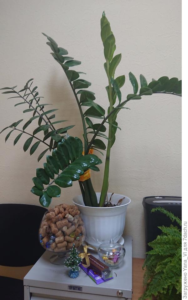 Подвязывать приходится, а то торчит во все стороны, не пройти мимо него...