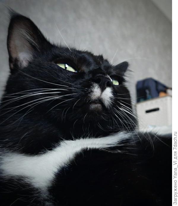 Научился глядеть свысока...