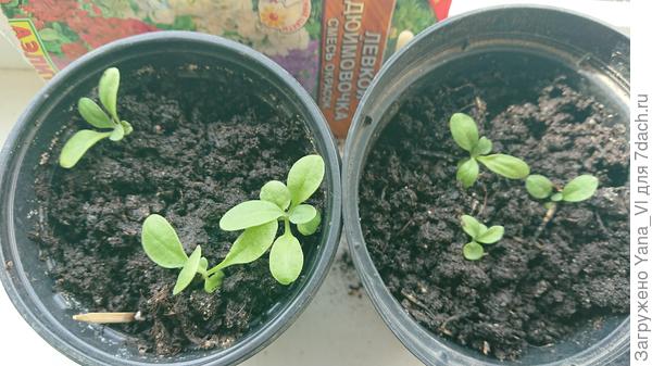 Взошло в итоге 9 штук. 3 подруге отдала, 6 себе оставила. Растут небыстро пока.