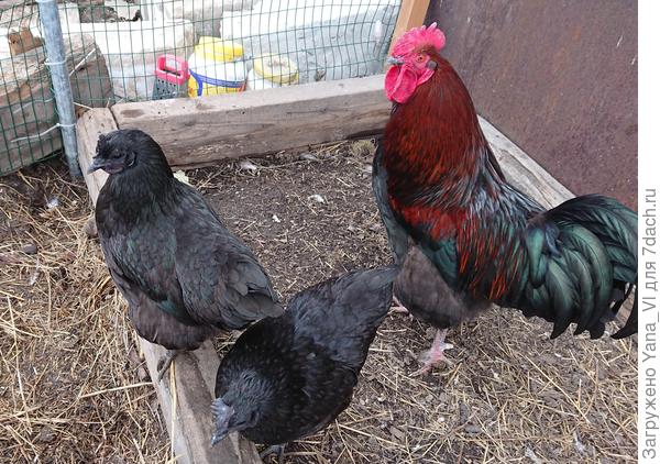 Вчера фотографировала