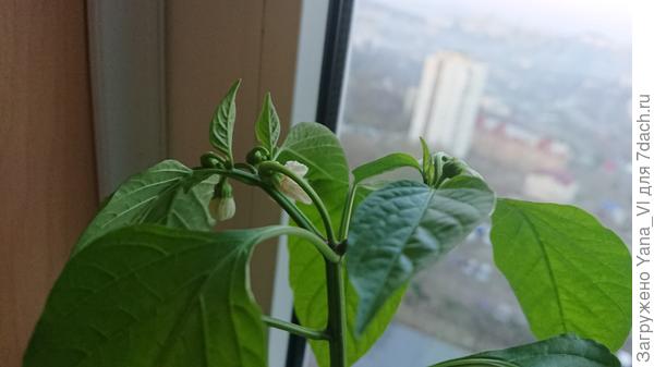 К 22 апреля некоторые начали цвести прямо на лоджии, до высадки. Ещё и в теплицу было рано.