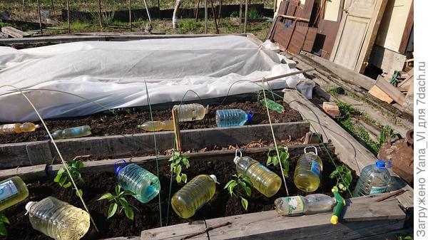 10 мая высадила под двойное укрытие с агротексом и плёнкой. И всё равно нормального урожая не было.