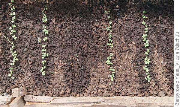 28 марта 2020 г. Первые всходы в теплице